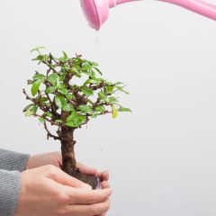 Dwarf Yaupon Bonsai