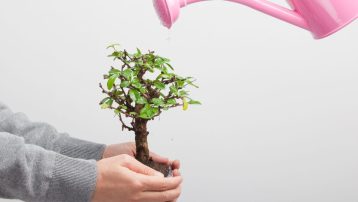 Dwarf Yaupon Bonsai