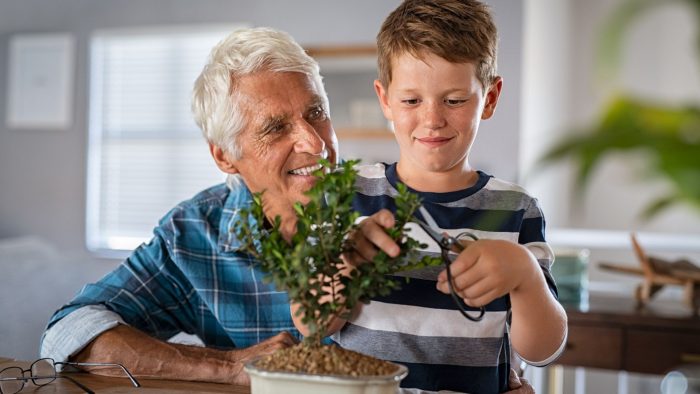 Yaupon Bonsai Tree