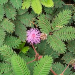 Sensitive Plant Care