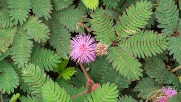 Sensitive Plant Care