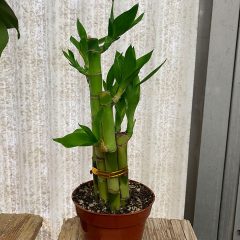 Growing Lucky Bamboo Plants