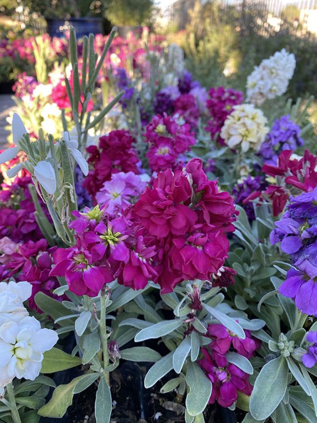 Stock Flowering Plants