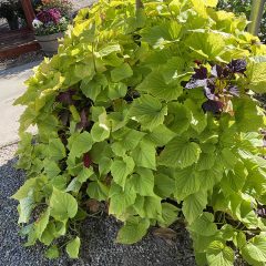 Sweet Potato Vine Plants