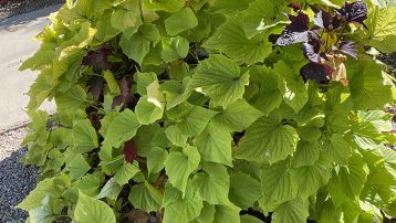 Sweet Potato Vine Plants