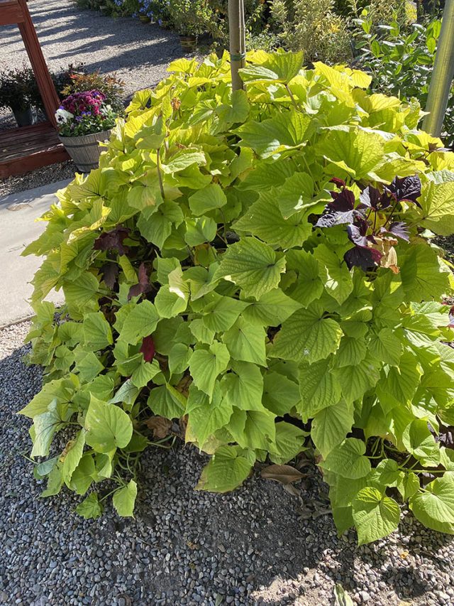 Sweet potato vine plants