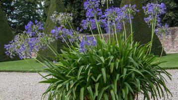 Lily of the Nile Plant