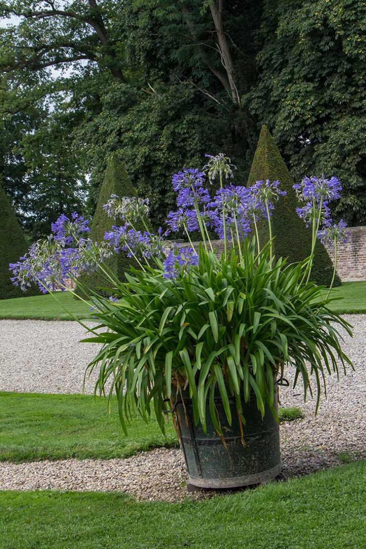 Lily of the Nile Plant