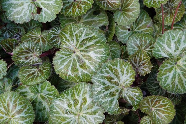 The Strawberry Begonia