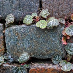 The Strawberry Begonia Plant