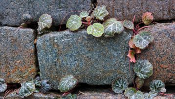 The Strawberry Begonia Plant