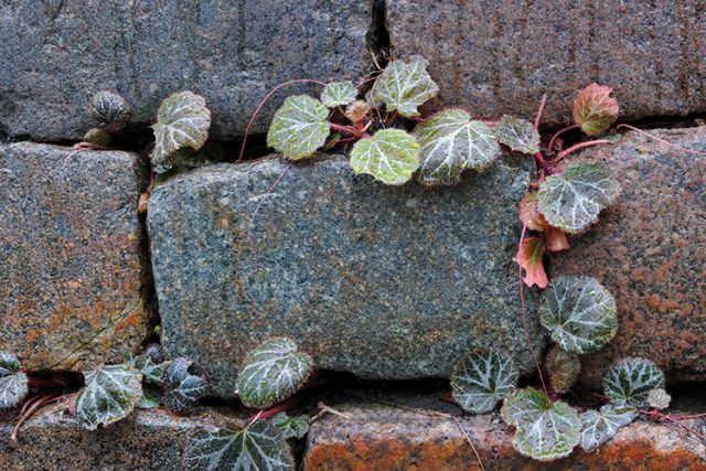 The Strawberry Begonia