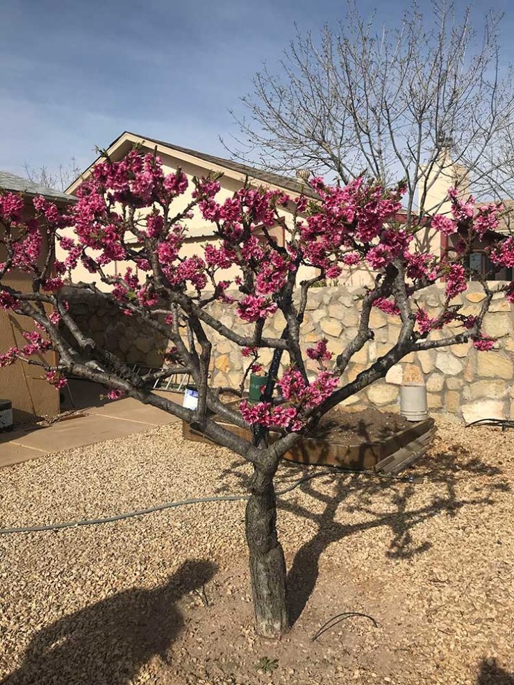 Small Landscaping Trees