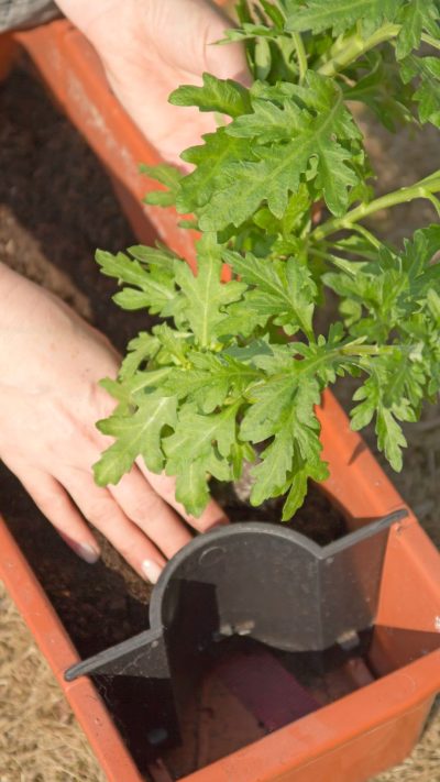 self-watering pots