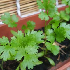 Do self-watering pots work for Southwest plants?