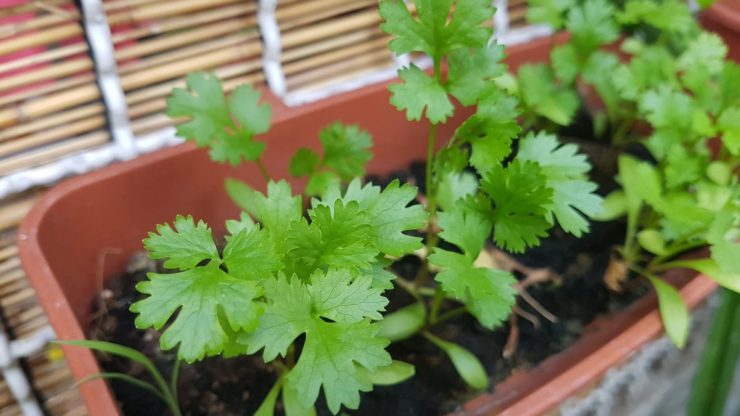 Do self-watering pots work for Southwest plants?