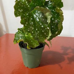 Angel Wing Begonia