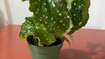 Angel Wing Begonia