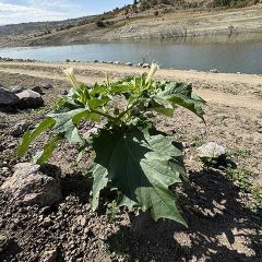 Poisonous plants in the Desert