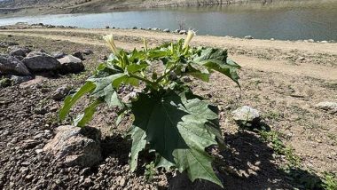 Poisonous plants in the Desert