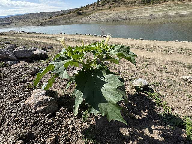 Poisonous plants in the Desert