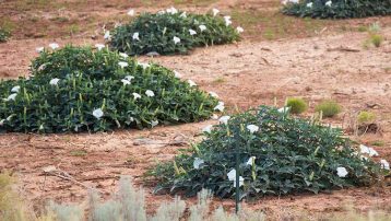 Poisonous plants in the desert