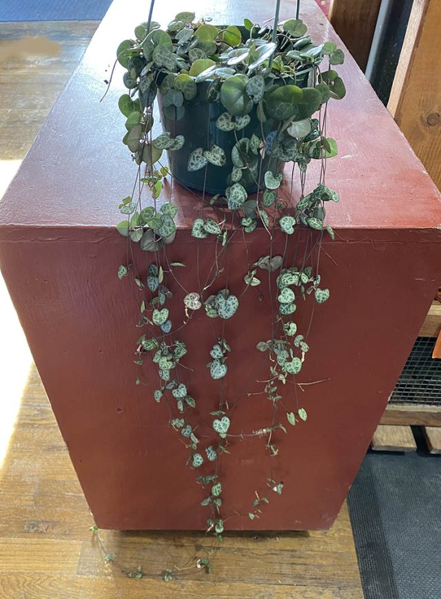 String of Heart Plants