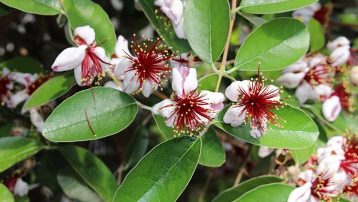 Pineapple Guava Plant Care