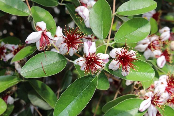 Pineapple Guava Plant Care