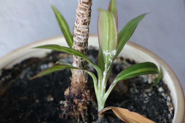 Mealybugs on leaf of a Dracaena marginata