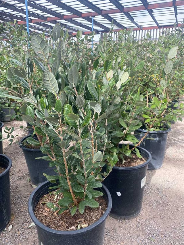 Pineapple Guava at local nursery