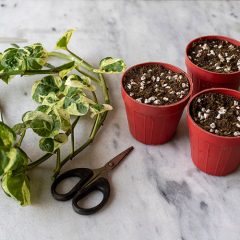 Pothos plant propagation