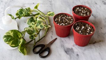 Pothos plant propagation