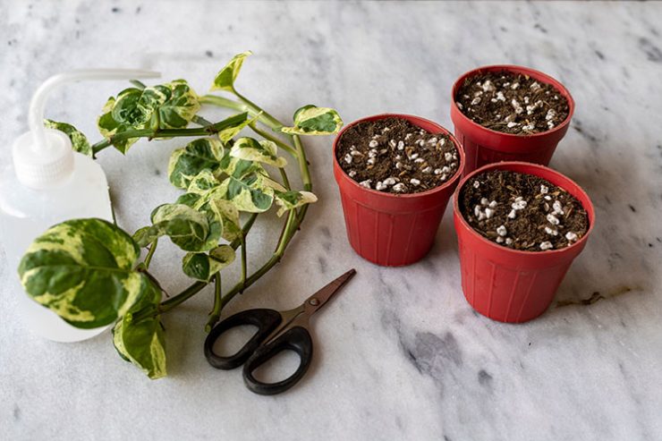 Pothos plant propagation