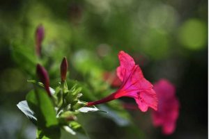 Four O'Clocks plant