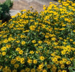 Best Plants for Dry Hot Climates