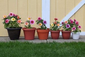 Dahlia in Pots