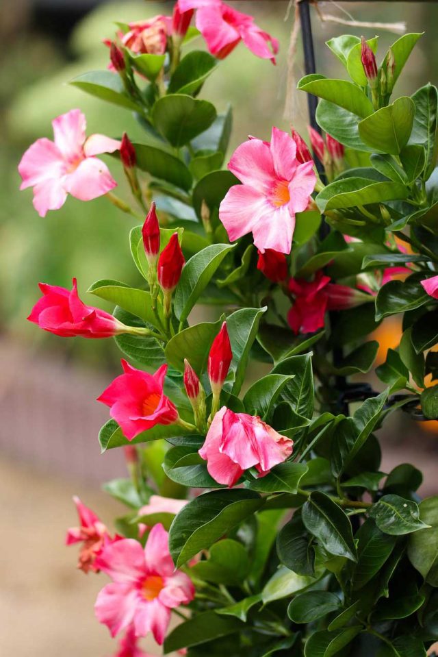 Dipladenia Mandevilla pink blooms in summer