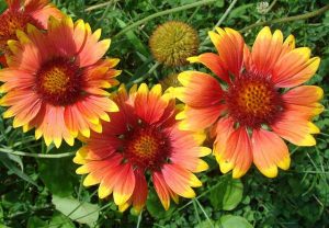 Gaillardia (Gaillardia pulchella)