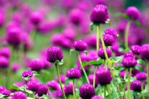 Globe Amaranth plant for hot dry climates