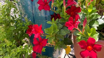 Grow Mandevilla Plants