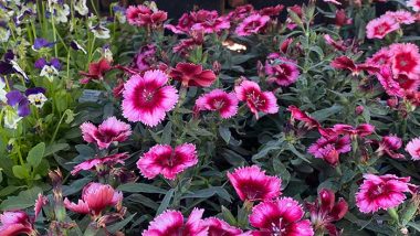 dianthus-9