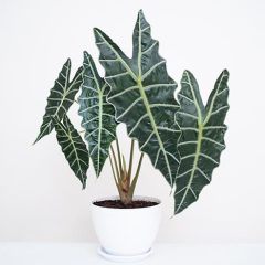 Alocasia Plant Varieties