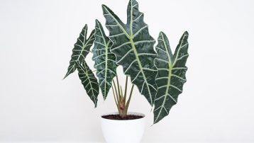 Alocasia Plant Varieties