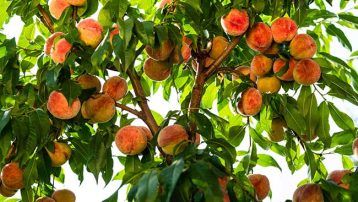 Peach tree varieties in the Southwest