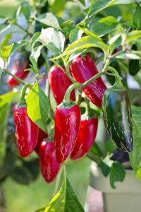 Grow Chile Peppers