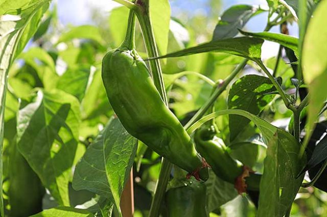 Anaheim Chile Pepper