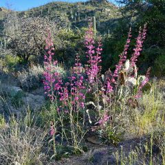 Parry's Penstemon