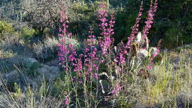 Parry's Penstemon