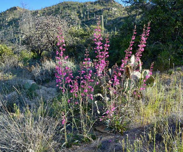 Penstemon Parryi in Desert Landscape.